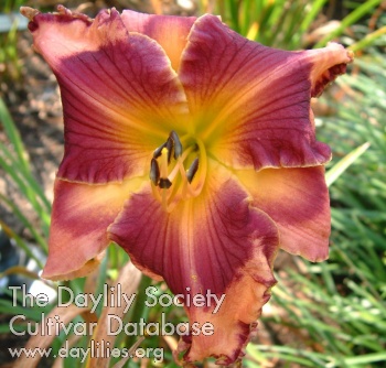 Daylily Oohs, Ahhs, and Wows